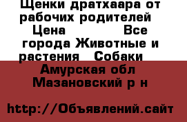 Щенки дратхаара от рабочих родителей › Цена ­ 22 000 - Все города Животные и растения » Собаки   . Амурская обл.,Мазановский р-н